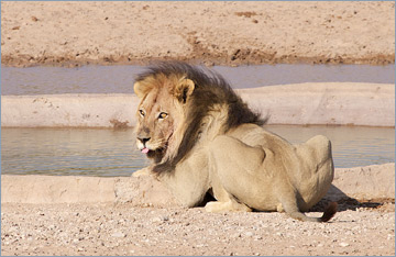 Löwe / Lion (Panthera leo) am Wasserloch in Urikaruus