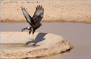 Mohrenweihe / Black Harrier (Circus maurus)