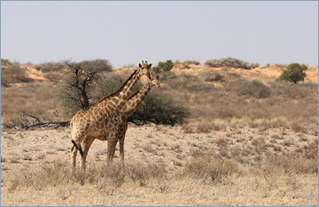 Giraffen / Giraffe  (Giraffa camelopardalis)