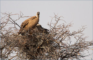 Weißrückengeier / White-backed Vulture (Gyps africanus)