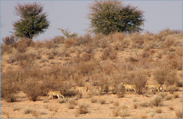 Gepard / Cheetah (Acinonyx jubatus)