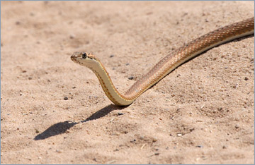 Kalahari Sandschlange / Kalahari Sand Snake o. Kalahari Whip Snake  (Acinonyx jubatus)