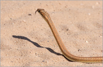 Kalahari Sandschlange / Kalahari Sand Snake o. Kalahari Whip Snake (Psammophis trinasalis)