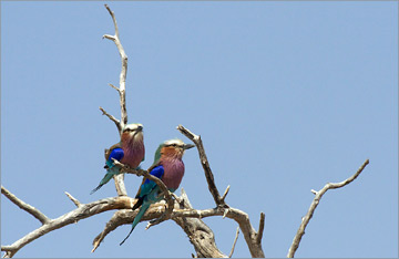 Gabelracke / Lilac-breasted Roller (Coracias caudata)