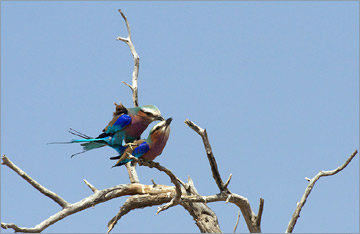 Gabelracke / Lilac-breasted Roller (Coracias caudata)