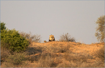 Löwe / Lion (Panthera leo)