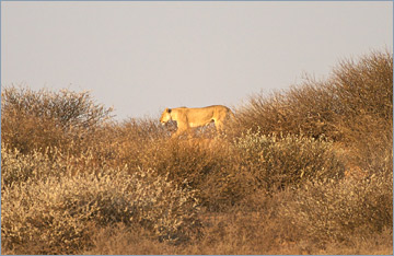 Löwe / Lion (Panthera leo)