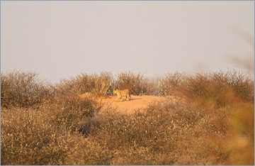 Löwe / Lion (Panthera leo)