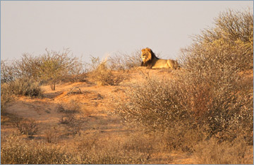 Löwe / Lion (Panthera leo)