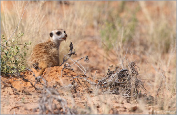 Erdmännchen / Suricate o. Meerkat (Suricata suricatta)