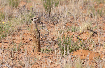 Erdmännchen / Suricate o. Meerkat (Suricata suricatta)