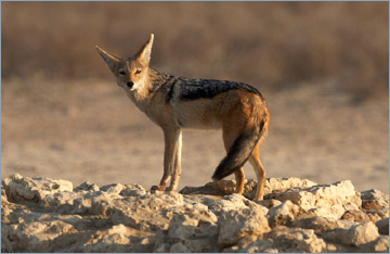 Schabrackenschakal / Black-backed Jackal (Canis mesomelas)