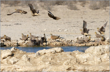 Nama-Flughühner / Namaqua Sandgrouse (Pterocles namaqua) am Wasserloch 'Cubitje Quap'