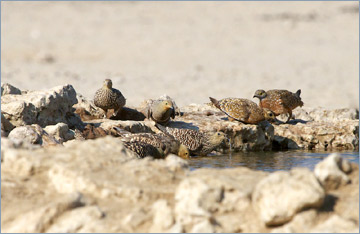 Nama-Flughühner / Namaqua Sandgrouse (Pterocles namaqua) am Wasserloch 'Cubitje Quap'