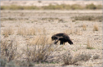 Honigdachs / Honey Badger (Mellivora capensis)