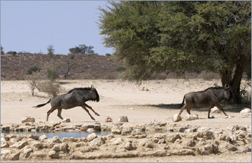 Streifengnu / Blue Wildebeest (Connochaetes taurinus)