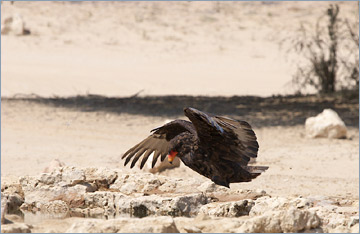 Gaukler / Bateleur (Terathopius ecaudatus) am Wasserloch 'Cubitje Quap'