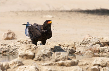 Gaukler / Bateleur (Terathopius ecaudatus) am Wasserloch 'Cubitje Quap'