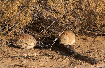 Elefantenspitzmaus / Elephant Shrew (Elephantulus sp.)