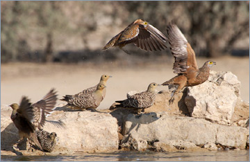 Nama-Flughühner / Namaqua Sandgrouse (Pterocles namaqua) am Wasserloch 'Cubitje Quap'