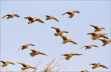 Nama-Flughühner / Namaqua Sandgrouse (Pterocles namaqua) am Wasserloch 'Cubitje Quap'