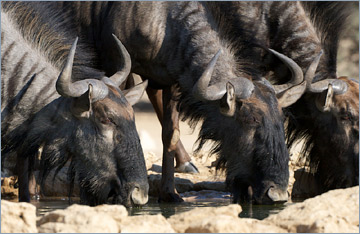 Streifengnu / Blue Wildebeest (Connochaetes taurinus)p'