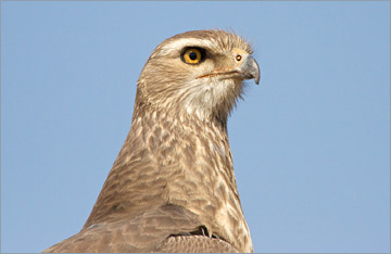 Mäusebussard / Steppe Buzzard (Buteo buteo vulpinus)