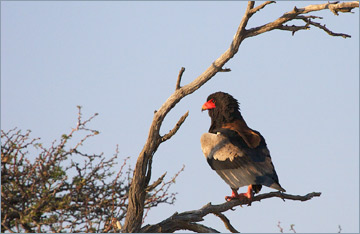 Gaukler / Bateleur (Terathopius ecaudatus)'