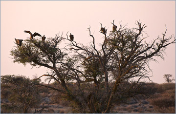 Weißrückengeier / White-backed Vulture (Gyps africanus)