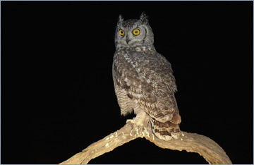 Fleckenuhu / Spotted Eagle-Owl (Bubo africanus)