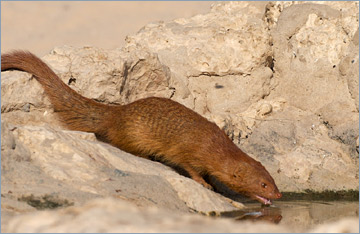 Schlankmanguste / Slender Mongoose (Galerella sanguinea)