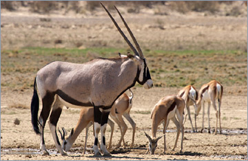 Oryx und Springböcke am Wasserloch