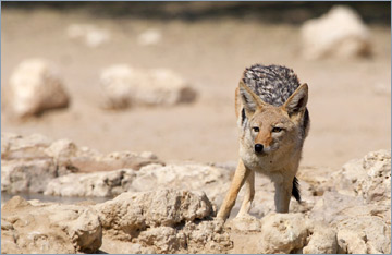 Schabrackenschakal / Black-backed Jackal (Canis mesomelas)