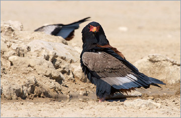 Gaukler / Bateleur (Terathopius ecaudatus) am Wasserloch 'Cubitje Quap'