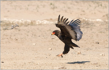 Gaukler / Bateleur (Terathopius ecaudatus) am Wasserloch 'Cubitje Quap'