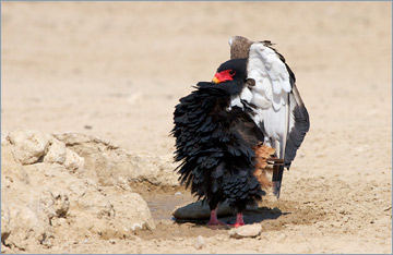 Gaukler / Bateleur (Terathopius ecaudatus) am Wasserloch 'Cubitje Quap'