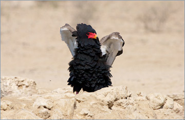 Gaukler / Bateleur (Terathopius ecaudatus) am Wasserloch 'Cubitje Quap'