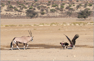 Oryx und Geier am Wasserloch 'Mariee see draai'