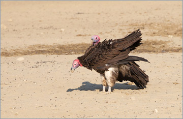 Ohrengeier / Lapped-faced Vulture (Torgos tracheliotos)