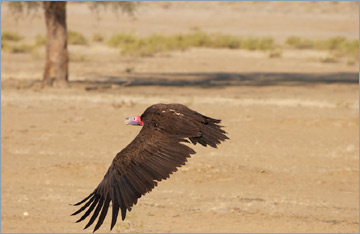 Ohrengeier / Lapped-faced Vulture (Torgos tracheliotos)