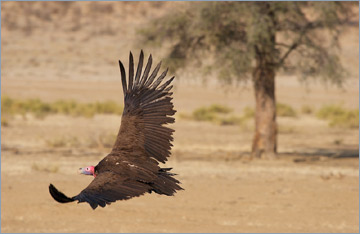 Ohrengeier / Lapped-faced Vulture (Torgos tracheliotos)