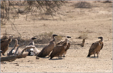 Weißrückengeier / White-backed Vulture (Gyps africanus)