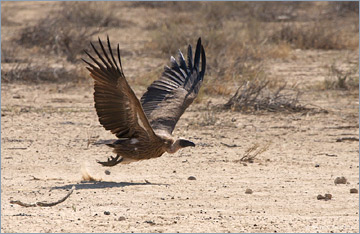 Weißrückengeier / White-backed Vulture (Gyps africanus)