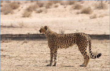 Gepard / Cheetah (Acinonyx jubatus)