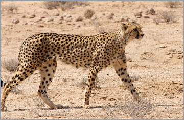 Gepard / Cheetah (Acinonyx jubatus)