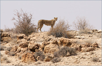 Gepard / Cheetah (Acinonyx jubatus)