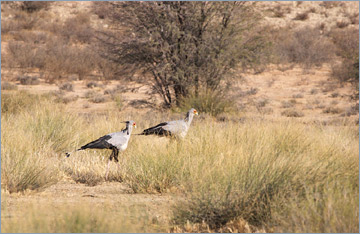 Sekretär / Secretarybird (Sagittarius serpentarius)