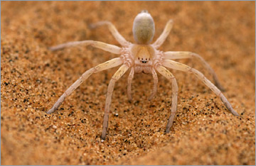 Radschlagende Weißspinne / Dancing White Lady (Carparachne aureoflava)