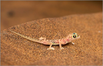Namibgecko oder Wüstengecko / Palmato Gecko (Pachydactylus rangei)