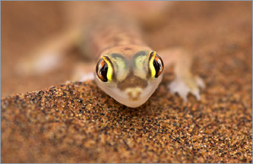 Namibgecko oder Wüstengecko / Palmato Gecko (Pachydactylus rangei)